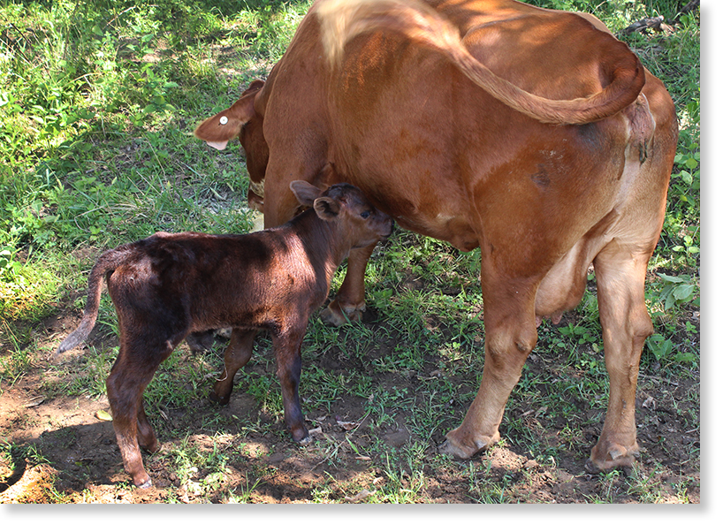 Young calf and mother on the Allison/Perry farm. Armstrong, Missouri. Photo by Nic Paget-Clarke. 